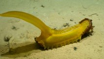 De nouvelles espèces aquatiques découvertes dans le Pacifique