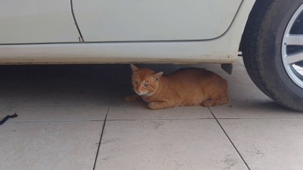 Kucing tidak punya ekor