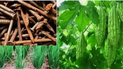 Paku Berkarat Bisa Bermanfaat untuk Tanaman, caranya mudah sekali