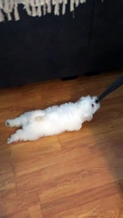 Pup Gets Dragged Around House and Loves It