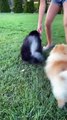 Baby Dogs Playing/Cute Puppy  Dogs playing/Baby Dogs Compilation