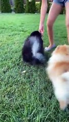 Baby Dogs Playing/Cute Puppy  Dogs playing/Baby Dogs Compilation
