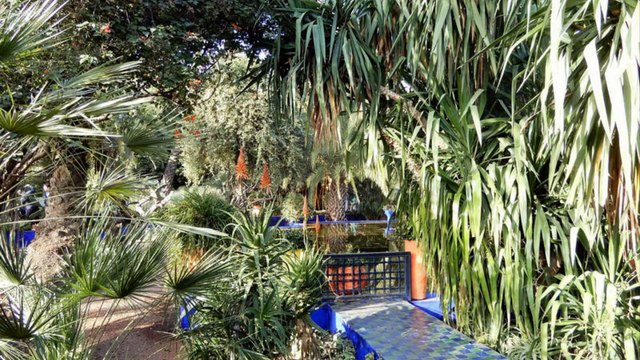 Maroc (Marrakech, jardins Majorelle)