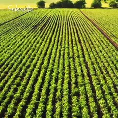 Selenella - Consorzio Patata Italiana di Qualità