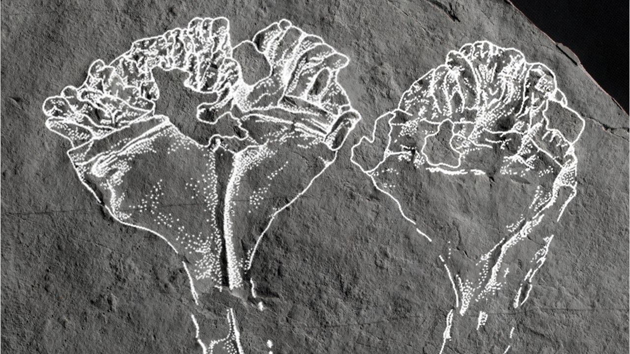 Cet ancêtre de la méduse pourrait être le "plus vieux prédateur animal" connu de la planète