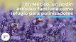En México, un jardín artístico funciona como refugio para polinizadores | 469 | 1-7 de agosto 2022