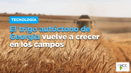El trigo autóctono de Georgia vuelve a crecer en los campos