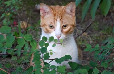 New study reveals owning a cat while pregnant increases risk of postnatal depression