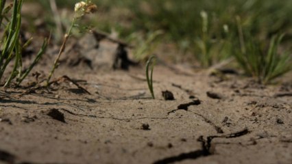 Environnement : des images satellites révèlent la sécheresse de la France