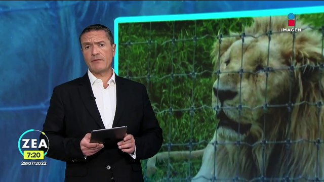 Suman 86 felinos rescatados de la fundación Black Jaguar-White Tiger