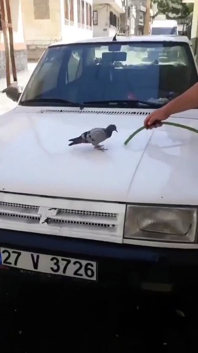 Sıcaktan bunalan kuş arabayı yıkayanların yanına gelip su altında kendine geliyor.. Sokak hayvanları için suyun ne kadar önemli olduğunu fark edelim, 1 kap su koymak çok zor değil.
