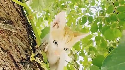 YOU LAUGH YOU LOSE! Funny Moments Of Cats Videos - Funny Cat Life