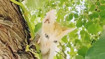 YOU LAUGH YOU LOSE! Funny Moments Of Cats Videos - Funny Cat Life