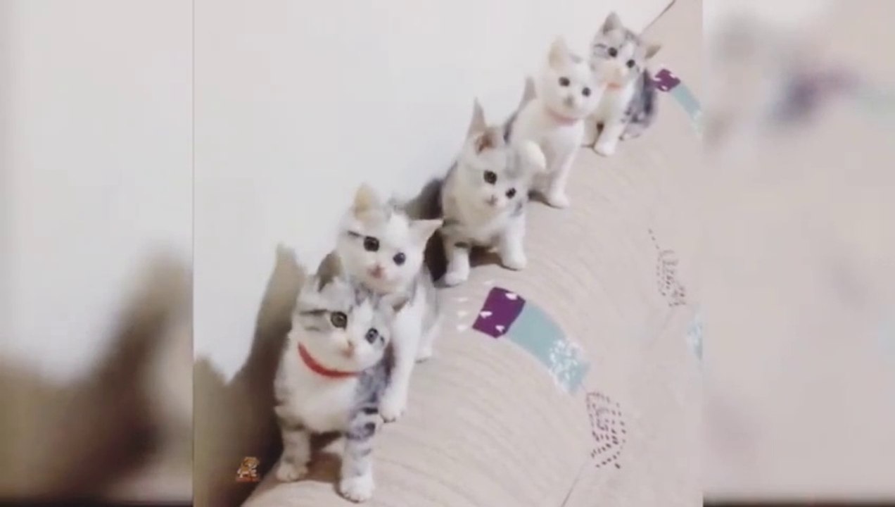 Cute and Funny Cat Videos Compilation