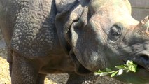 One-horned rhino travels more than 500 miles to reach Port Lympne zoo in Hythe