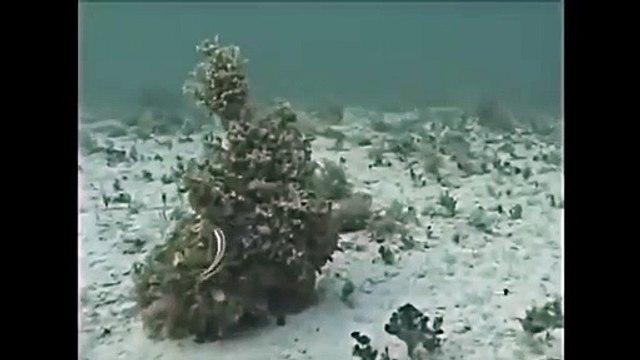 Technique de camouflage d'un poulpe... juste incroyable