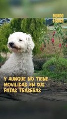 Esta perrita es un gran ejemplo de motivación y ganas de vivir