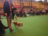 Crufts