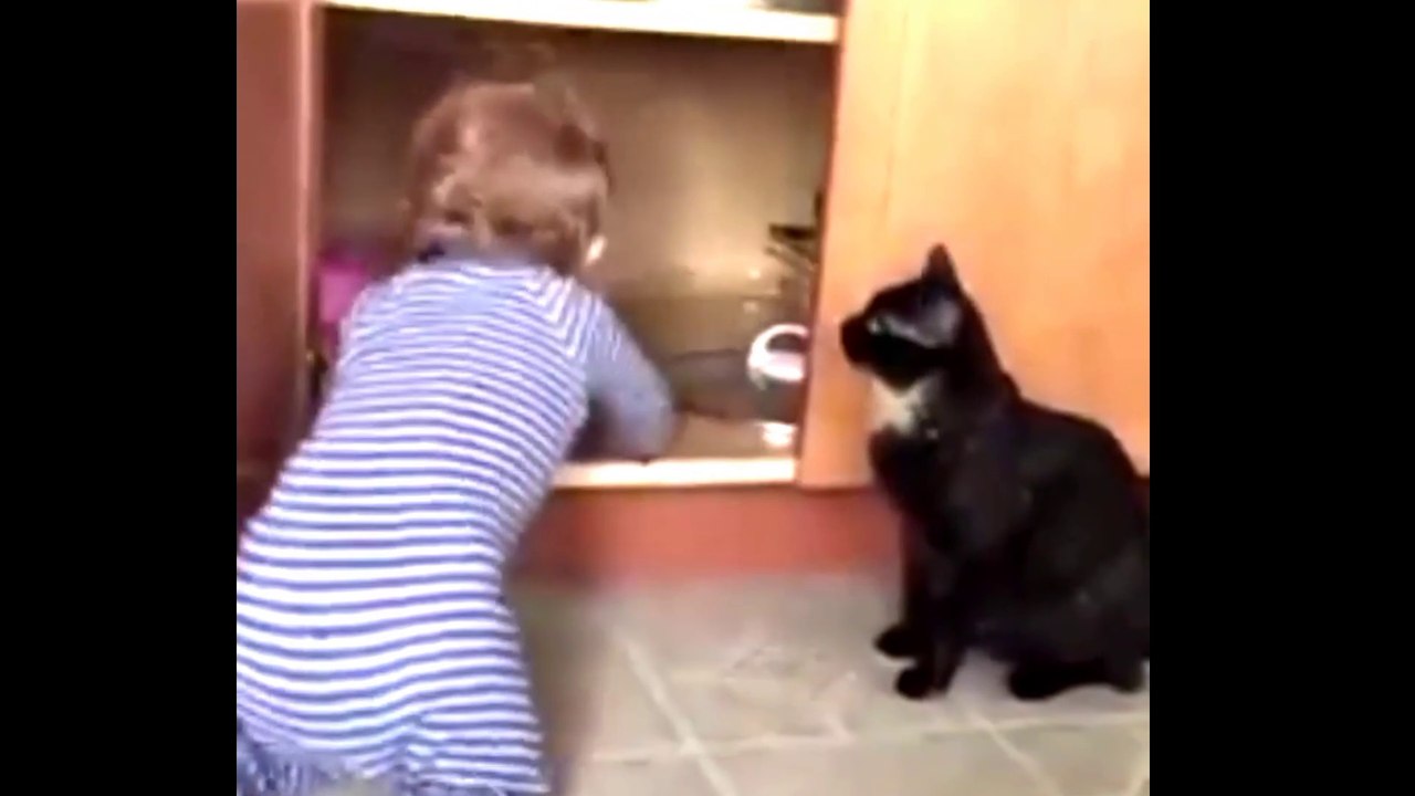 Baby Cats - Cute and Funny Cat Videos Compilation  |