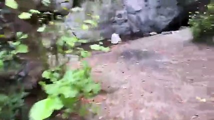 Live IRL, bla-bla  et rencontre d'animaux