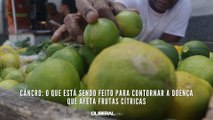 Câncro: o que está sendo feito para contornar a doença que afeta frutas cítricas