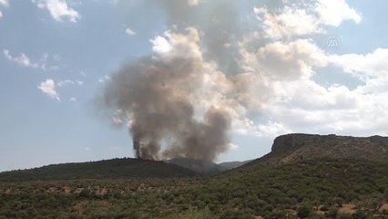 Tunus'ta Bargo Ormanı'ndaki yangın tekrar başladı