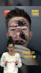 ¿Colocarías estas arañas sobre tu cara?