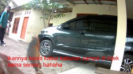 memancing ikan bawal besar / fishing giant pomfret