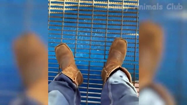 Best Funniest Animal Videos of 2022 Cute Cats and Funny Dogs Videos