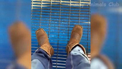 Best Funniest Animal Videos of 2022 Cute Cats and Funny Dogs Videos