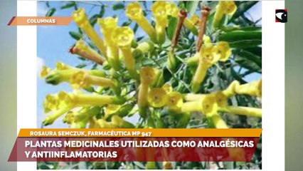 Plantas medicinales utilizadas como analgésicas y antiinflamatorias