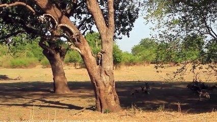 12 Wild dogs attacks Leopard, Elephant to rob the prey
