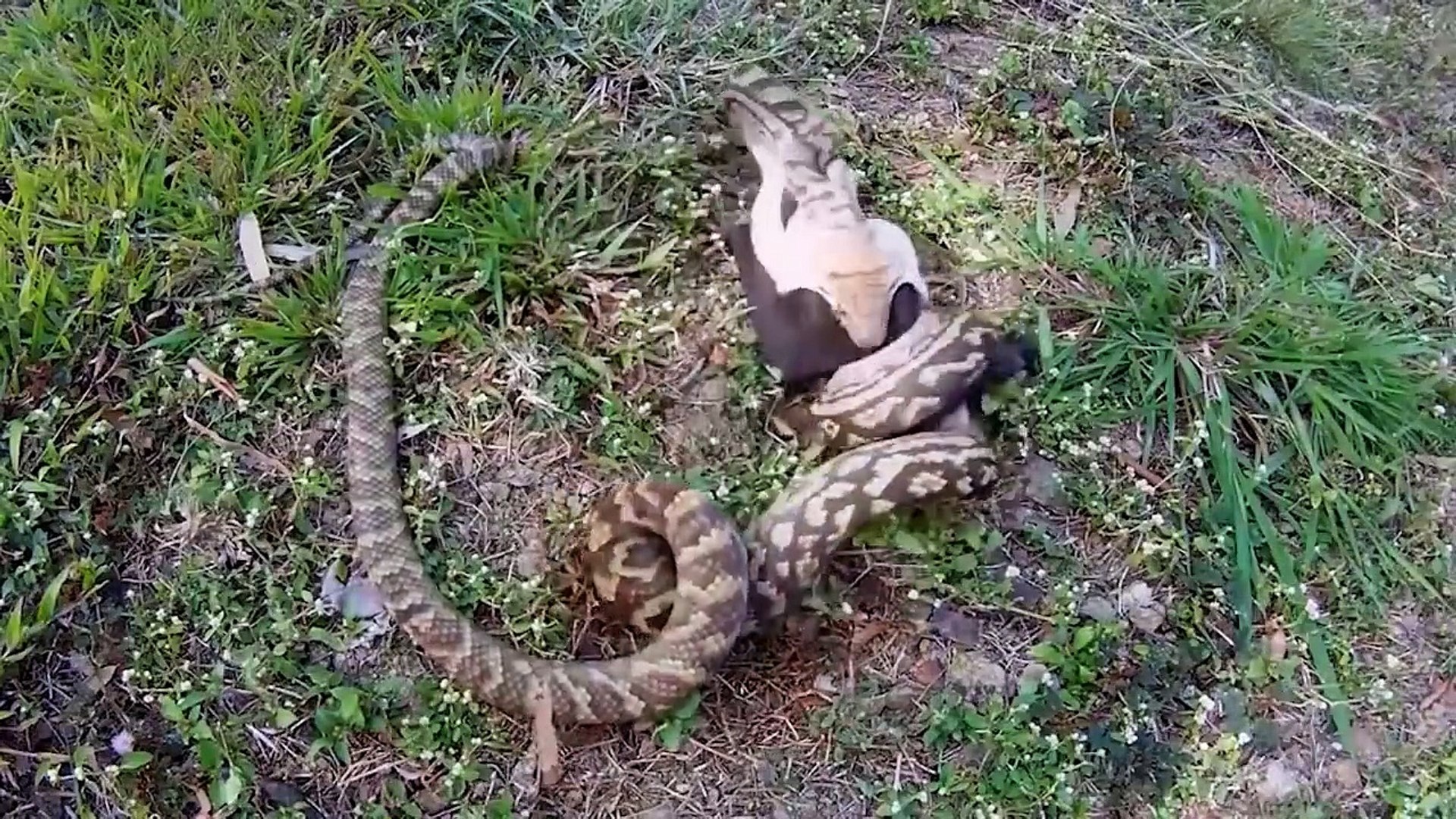 ⁣Wild Discovery Animals - Craziest Animal Fights Caught On Camera! Animals Documentary 2018