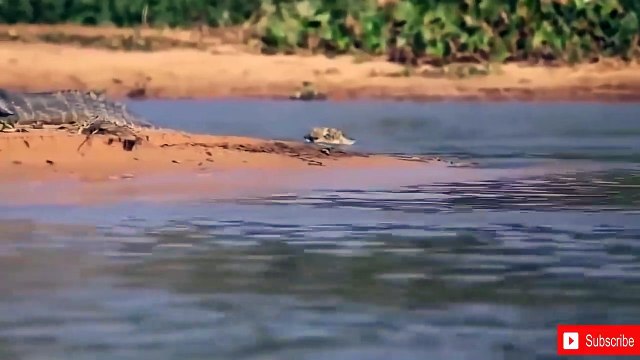 Lion vs Leopard - Most Amazing Moments Of Wild Animal Fights - Wild Discovery Animals 2018