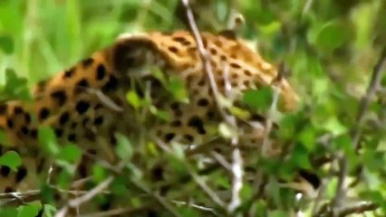 Leopard chasing down a monkey family in a tree, big battle King Lion vs giraffe