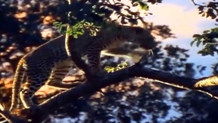The Best Of Animal Attack 2022 - Most Amazing Moments Of Wild Animal Fight! Wild Discovery Animal p7