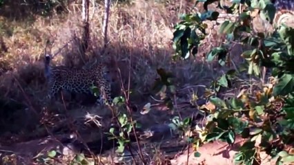 Python Swallowing Leopard Cubs While Mother Leopard Hunting Baby Monkey