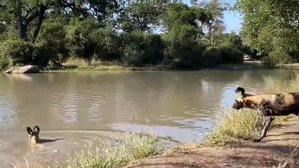 Most Amazing Moments Of Wild Animal 2022 - Wild Discovery Animals part3