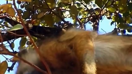 Father Gorilla Goes on a Rampage When Lion Kidnaps His Baby - Gorilla vs Lion