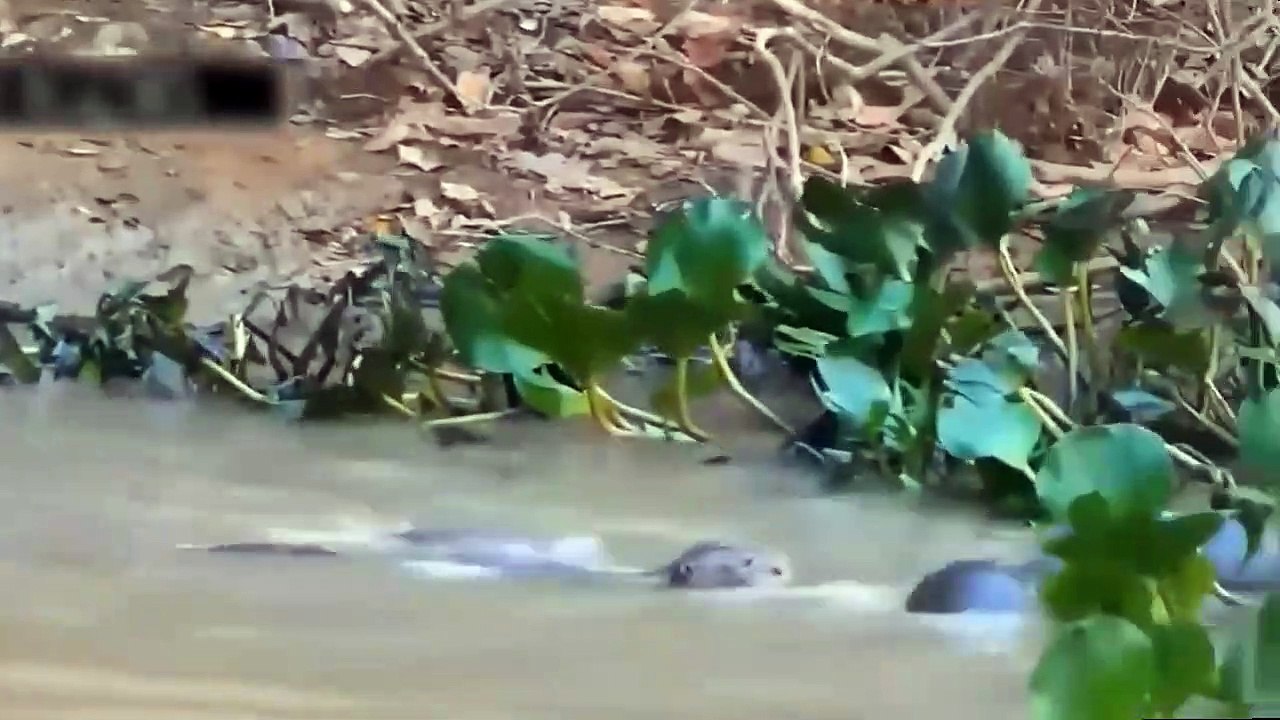 9 Moments Wild Animal Attacks Caught On Camera 2022