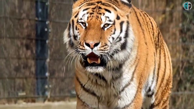 जानवरों से जुड़े 10 गजब के तथ्य 10 Most Amazing Facts About Animals Unknown Facts About Animals