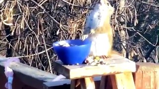 funny video - The squirrel that eats the fermented pears gets drunk.