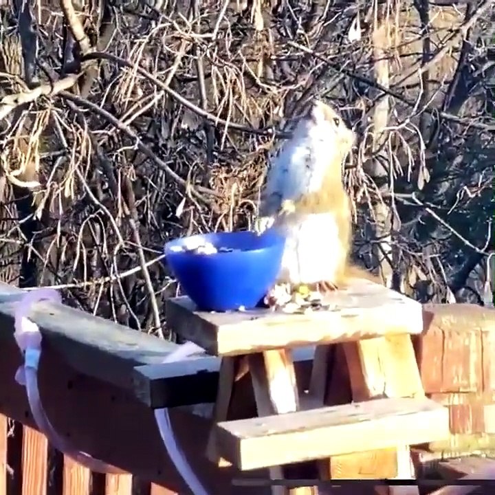 funny video - The squirrel that eats the fermented pears gets drunk.