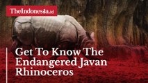 Get To Know The Endangered Javan Rhinoceros