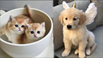 AWW CUTE BABY ANIMALS Videos Compilation cutest moment of the animals - Soo Cute!