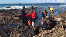 Rescue crew dislodge injured whale from rocks along Oxley Beach, Port Macquarie | July 29, 2022 | Port Macquarie News