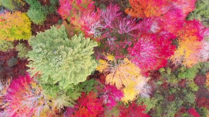 Fresh Nature video by nature vibes.