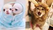 Cute baby animals Videos Compilation cute moment of the animals - Soo Cute!