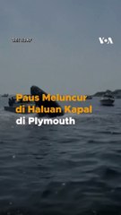 Duaarr, Aksi Paus Bungkuk Hantam Bagian Depan Perahu di Plymouth