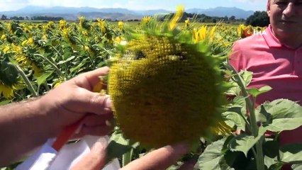 Ayçiçek yağına zam gelebilir: Bafra'dan kötü haber geldi